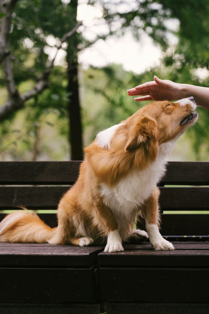 The photograph: a tan and white dog sitting on a dark wooden park bench, head tipped back towards a hand reaching down to it, green trees blurred behind.