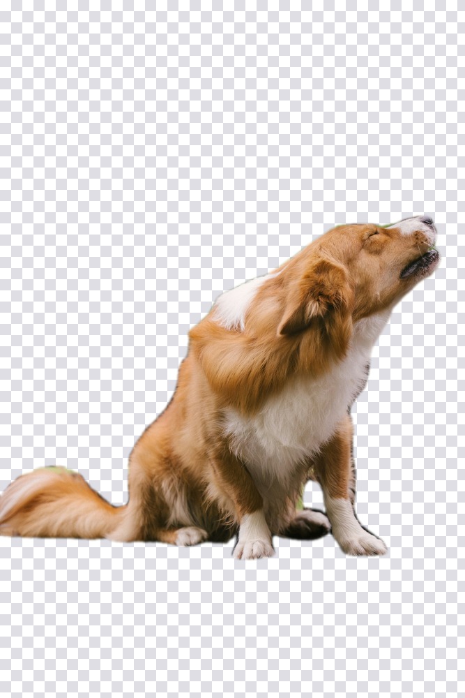The dog alone against a transparency checkerboard, the bench, the hand and the trees all removed, individual strands of fur preserved along the edge.